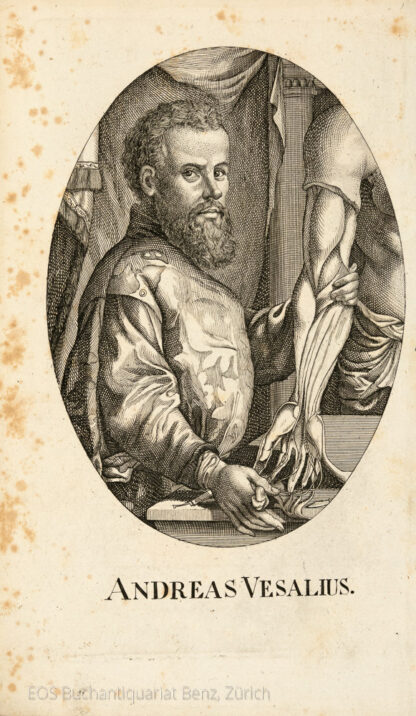 Vesalius, Andreas (1514–1564); - Flämischer Anatom und Chirurg. Ovales Porträt.