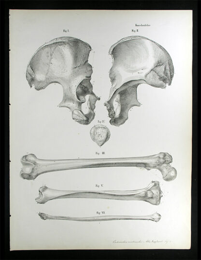 Erdl, M(ichael) P(ius) (1815-1848): - Knochenlehre.