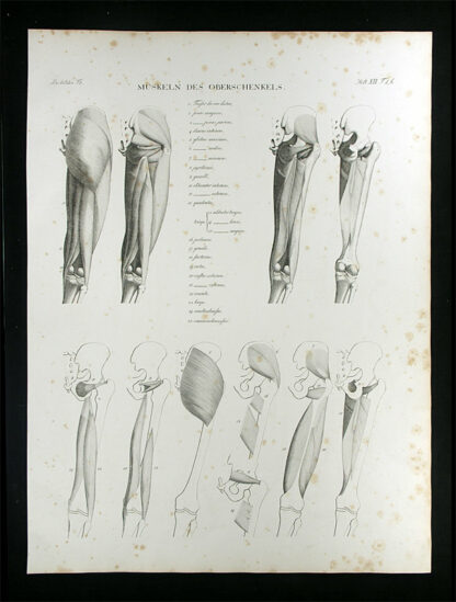 Oesterreicher, Johann Heinrich (1805-1843): - Muskeln des Oberschenkels.