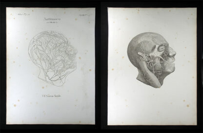 Oesterreicher, Johann Heinrich (1805-1843): - Antlitznerve. VII. Nervus facialis.