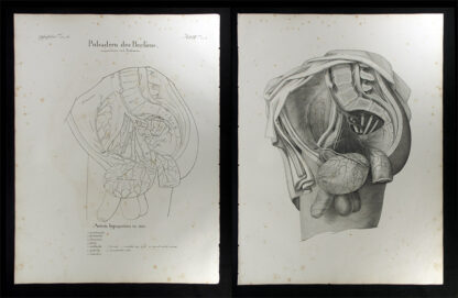 Oesterreicher, Johann Heinrich (1805-1843): - Pulsadern des Beckens - Arteria hypogastrica in viro.