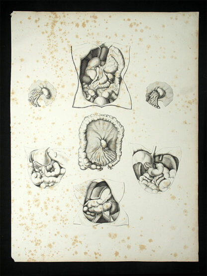 Oesterreicher, Johann Heinrich (1805-1843): - Anatomische Darstellung des Magen-Darm-Traktes.