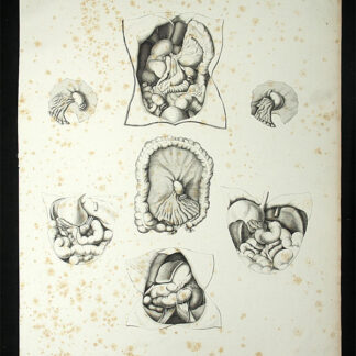 Oesterreicher, Johann Heinrich (1805-1843): - Anatomische Darstellung des Magen-Darm-Traktes.