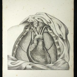 Oesterreicher, Johann Heinrich (1805-1843): - Anatomische Darstellung des Brustkorbes mit Herz und Lunge.