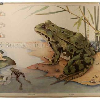 Schmid, Karl (*1916): - Frosch, Grenouille, La rana, Frog.