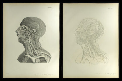 Erdl, M(ichael) P(ius) (1815-1848): - Gefässlehre.