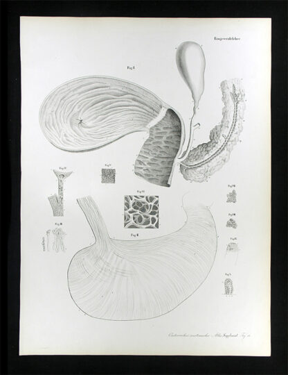Erdl, M(ichael) P(ius) (1815-1848): - Eingeweidelehre.