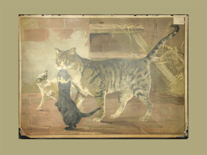 - Katze mit Jungen.