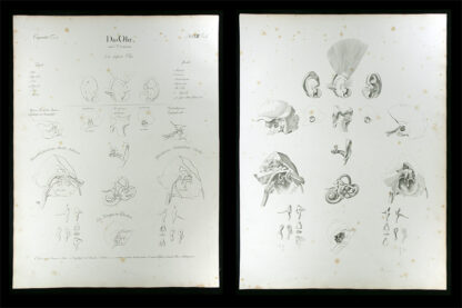 Oesterreicher, Johann Heinrich (1805-1843): - Das Ohr.