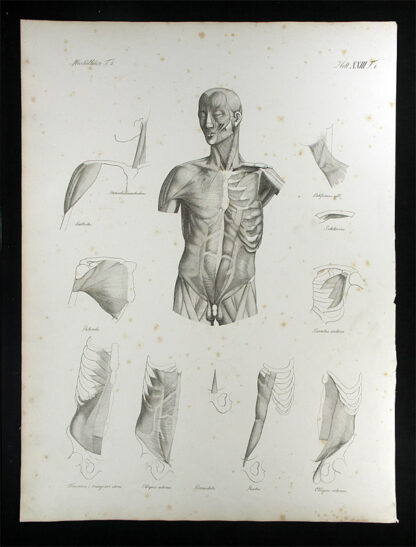 Oesterreicher, Johann Heinrich (1805-1843): - Muskellehre.