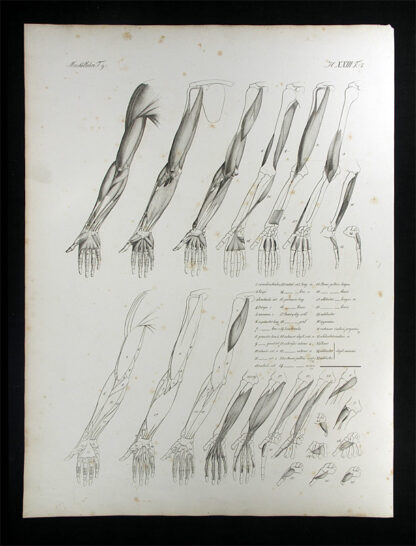Oesterreicher, Johann Heinrich (1805-1843): - Muskellehre.