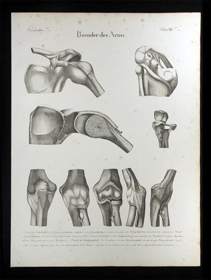 Oesterreicher, Johann Heinrich (1805-1843): - Baender des Arms.