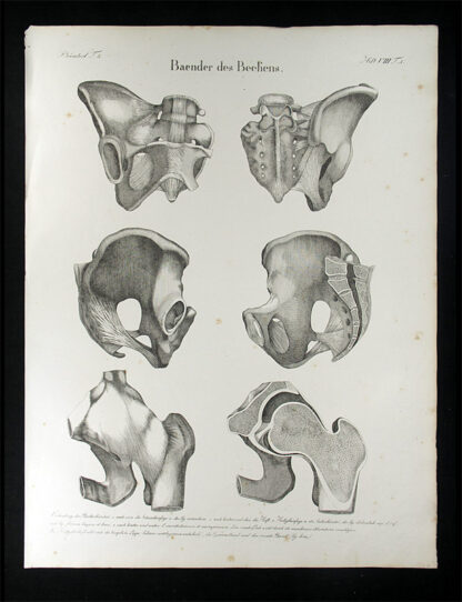 Oesterreicher, Johann Heinrich (1805-1843): - Baender des Beckens.
