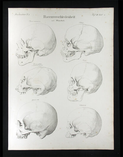 Oesterreicher, Johann Heinrich (1805-1843): - Racenverschiedenheit.