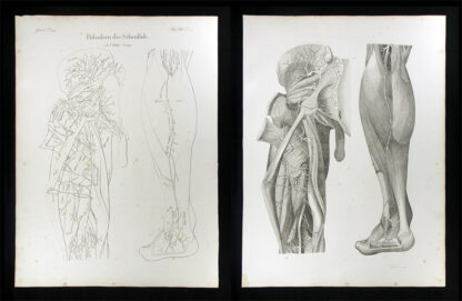 Oesterreicher, Johann Heinrich (1805-1843): - Pulsadern des Schenkels.