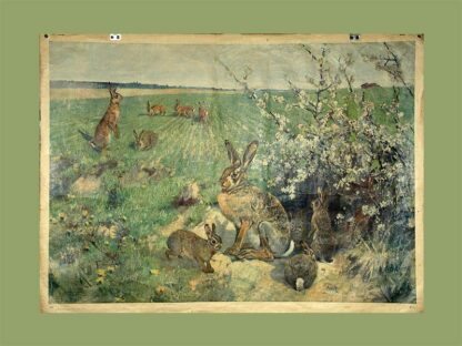 Wagner, K.: - Hasenfamilie.
