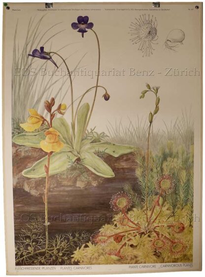 Seitz, Marta. - Fleischfressende Pflanzen - Plantes Carnivores - Piante carnivore - Carnivorous plants.