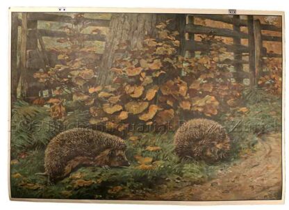 - Igel.