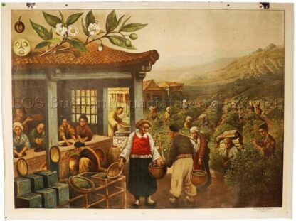 Bukasz, Frank (1836-1905): - Tee - Thea viridis.