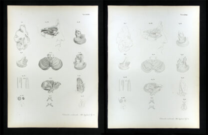 Erdl, M(ichael) P(ius) (1815-1848): - Nervenlehre.