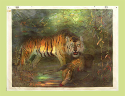 - Tiger.