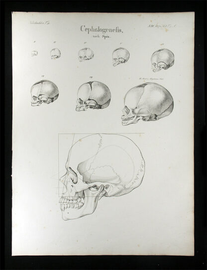 Oesterreicher, Johann Heinrich (1805-1843): - Cephalogenesis.