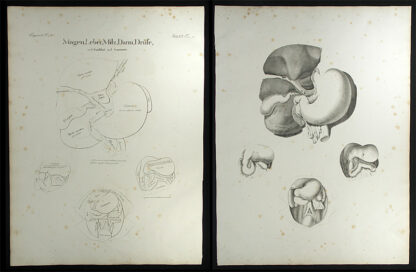 Oesterreicher, Johann Heinrich (1805-1843): - Magen, Leber, Milz, Darm, Drüse.
