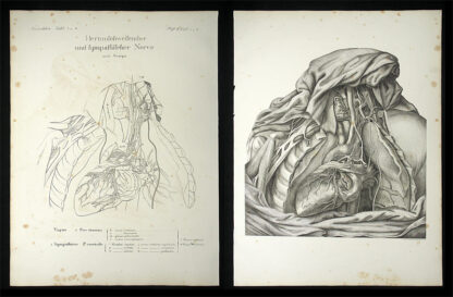 Oesterreicher, Johann Heinrich (1805-1843): - Herumschweifender und sympathischer Nerve.