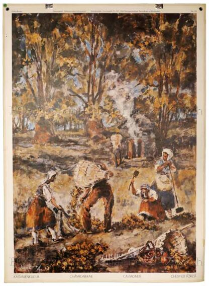Beretta, Emilio (1907-1974): - Kastanienkultur - Châtaigneraie - Castagneti - Chestnut Forest.