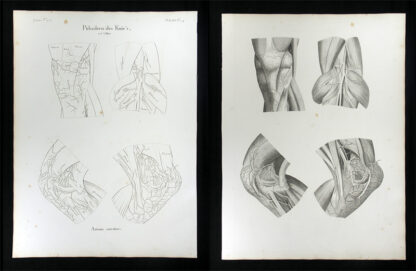 Oesterreicher, Johann Heinrich (1805-1843): - Pulsadern des Knie's - Arteriae articulares.