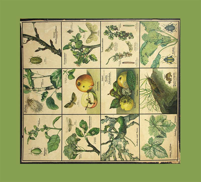 - Krankheiten und Schädlinge an Kulturpflanzen.