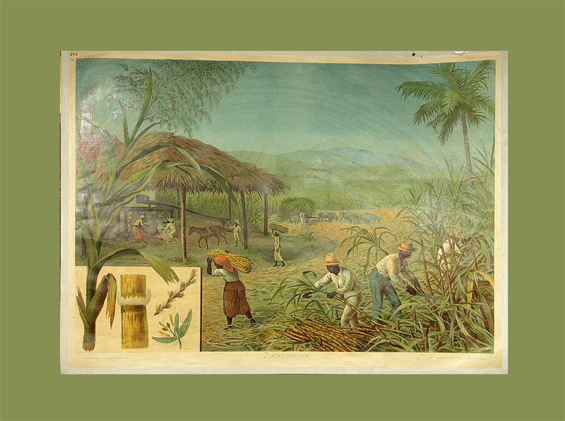 - Zuckerrohr.