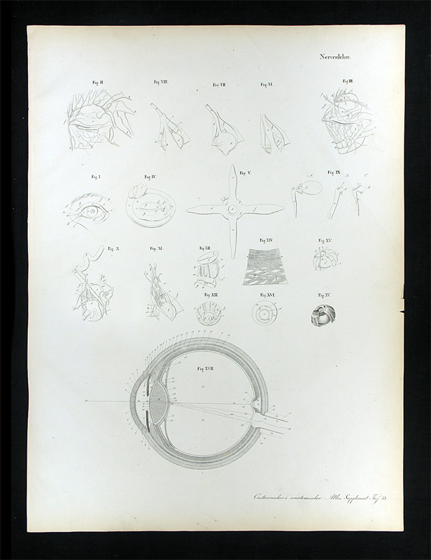 Erdl, M(ichael) P(ius) (1815-1848): - Nervenlehre.
