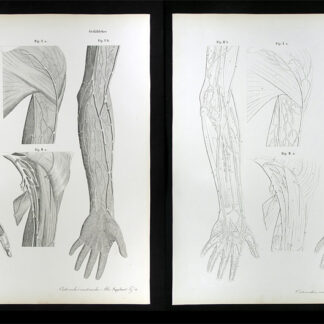 Erdl, M(ichael) P(ius) (1815-1848): - Gefässlehre.
