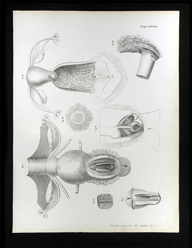 Erdl, M(ichael) P(ius) (1815-1848): - Eingeweidelehre.