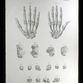 Erdl, M(ichael) P(ius) (1815-1848): - Knochenlehre.