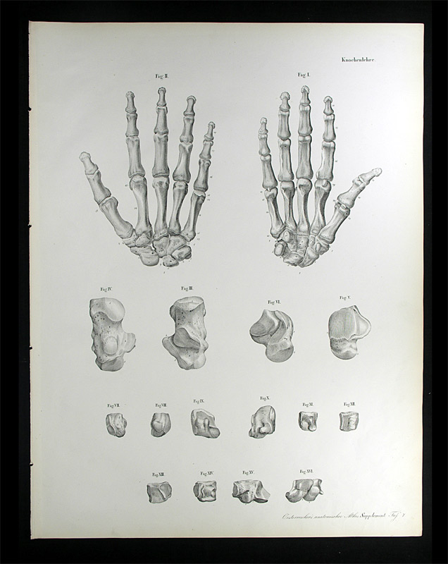Erdl, M(ichael) P(ius) (1815-1848): - Knochenlehre.