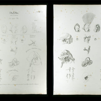 Oesterreicher, Johann Heinrich (1805-1843): - Das Ohr.