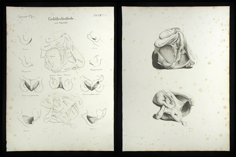 Oesterreicher, Johann Heinrich (1805-1843): - Geschlechtstheile.