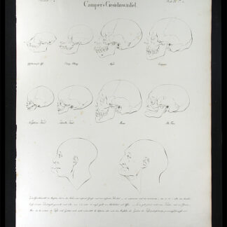 Oesterreicher, Johann Heinrich (1805-1843): - Camper's Gesichtswinkel.
