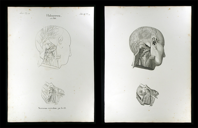 Oesterreicher, Johann Heinrich (1805-1843): - Halsnerven.