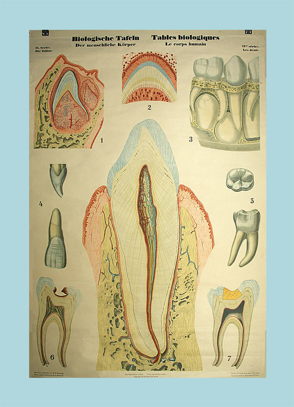 Meierhofer, A.: - Die Zähne.