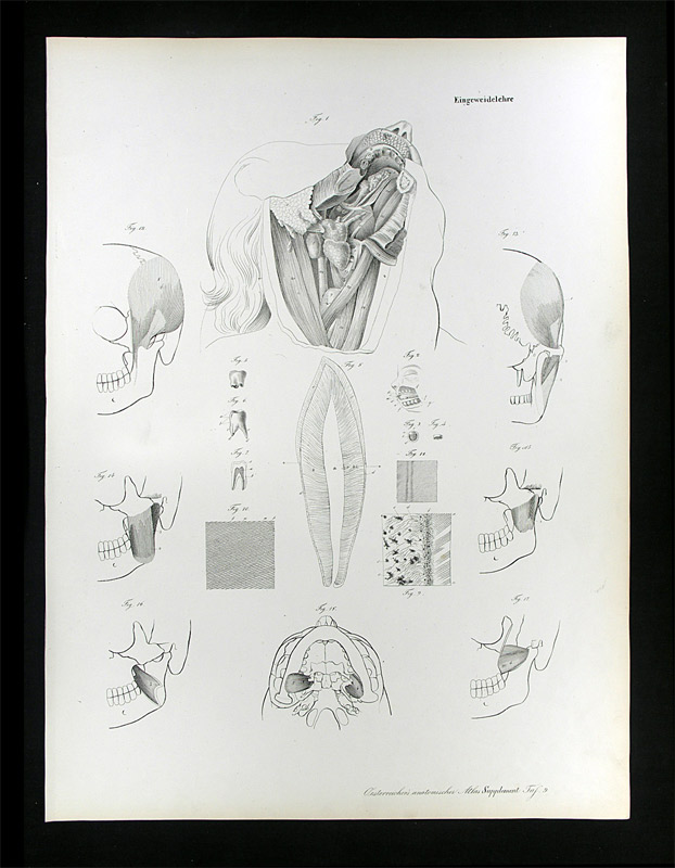 Erdl, M(ichael) P(ius) (1815-1848): - Eingeweidelehre.