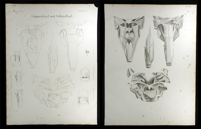 Oesterreicher, Johann Heinrich (1805-1843): - Gaumensegel und Schlundkopf.