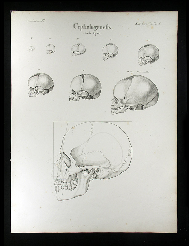 Oesterreicher, Johann Heinrich (1805-1843): - Cephalogenesis.