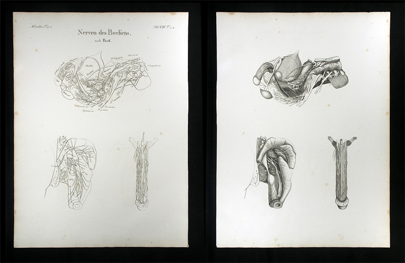 Oesterreicher, Johann Heinrich (1805-1843): - Nerven des Beckens.
