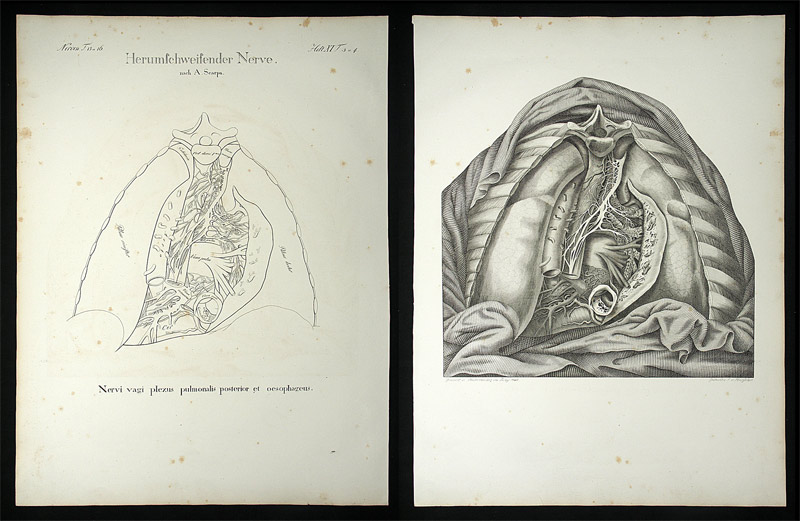 Oesterreicher, Johann Heinrich (1805-1843): - Herumschweifender Nerve.