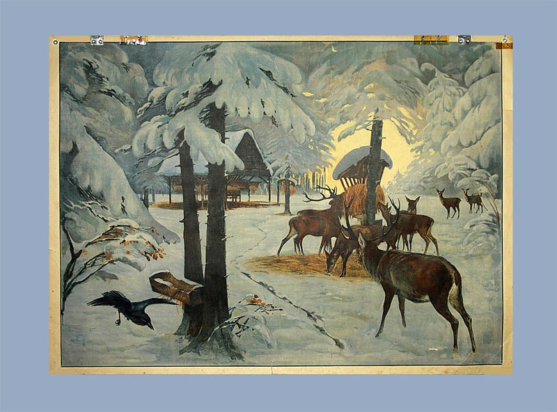 - Hirsche bei der Winterkrippe.