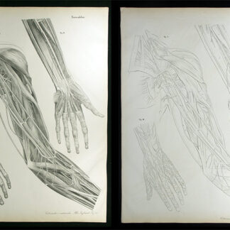 Erdl, M(ichael) P(ius): - Nervenlehre.