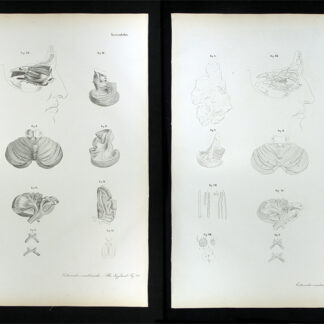 Erdl, M(ichael) P(ius) (1815-1848): - Nervenlehre.
